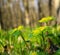 Blossoming in the forest undergrowth A spearhead Chrysosplenium alternifolium in the April forest