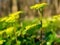 Blossoming in the forest undergrowth A spearhead Chrysosplenium alternifolium in the April forest