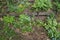 Blossoming forget-me-not in a herb garden - farm garden in spring