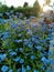 Blossoming forget-me-nots flowers in the garden