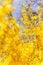 Blossoming Forsythia branches at springtime