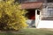 The blossoming forsythia at the old building.