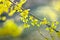 Blossoming Forsythia plant with a vintage texture