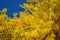 Blossoming forzition European, Forsythia europaea