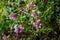 Blossoming fragrant Thymus serpyllum, Breckland wild thyme, creeping thyme, or elfin thyme close-up, macro photo