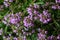 Blossoming fragrant Thymus serpyllum, Breckland wild thyme, creeping thyme, or elfin thyme close-up, macro photo