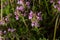 Blossoming fragrant Thymus serpyllum, Breckland wild thyme, creeping thyme, or elfin thyme close-up, macro photo