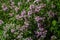 Blossoming fragrant Thymus serpyllum, Breckland wild thyme, creeping thyme, or elfin thyme close-up, macro photo