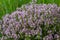 Blossoming fragrant Thymus serpyllum, Breckland wild thyme, creeping thyme, or elfin thyme close-up, macro photo. Beautiful food