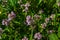 Blossoming fragrant Thymus serpyllum, Breckland wild thyme, creeping thyme, or elfin thyme close-up, macro photo. Beautiful food