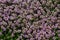 Blossoming fragrant Thymus serpyllum, Breckland wild thyme, creeping thyme, or elfin thyme close-up, macro photo. Beautiful food