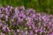 Blossoming fragrant Thymus serpyllum, Breckland wild thyme, creeping thyme, or elfin thyme close-up, macro photo. Beautiful food