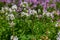 Blossoming fragrant Thymus serpyllum, Breckland wild thyme, creeping thyme, or elfin thyme close-up, macro photo. Beautiful food