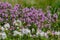 Blossoming fragrant Thymus serpyllum, Breckland wild thyme, creeping thyme, or elfin thyme close-up, macro photo. Beautiful food