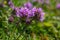 Blossoming fragrant Thymus serpyllum, Breckland wild thyme, creeping thyme, or elfin thyme close-up, macro photo. Beautiful food