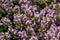 Blossoming fragrant Thymus serpyllum, Breckland wild thyme, creeping thyme, or elfin thyme close-up, macro photo. Beautiful food