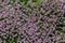 Blossoming fragrant Thymus serpyllum, Breckland wild thyme, creeping thyme, or elfin thyme close-up, macro photo. Beautiful food