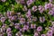 Blossoming fragrant Thymus serpyllum, Breckland wild thyme, creeping thyme, or elfin thyme close-up, macro photo. Beautiful food