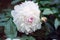 A blossoming fragrant white flower, a peony, in the summer on a
