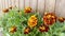 Blossoming french marigold (tagetes patula): vibrant tapestry of orange, yellow and red amidst verdant garden