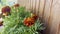 Blossoming French Marigold (Tagetes Patula): Vibrant Tapestry of Orange, Yellow and Red Amidst Verdant Garden