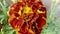 Blossoming French Marigold (Tagetes Patula): Vibrant Tapestry of Orange, Yellow and Red Amidst Verdant Garden