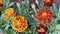 Blossoming French Marigold (Tagetes Patula): Vibrant Tapestry of Orange, Yellow and Red Amidst Verdant Garden