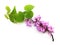 Blossoming fruit branch on white background. Pink elegance flowers. Green leaves