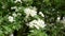 Blossoming fruit tree branch in spring garden close up