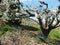 Blossoming fruit tree with flowers around the trunk in an oblique camera pose