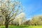 Blossoming fruit tree orchard in spring arboretum