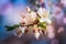 Blossoming of fruit tree during spring. View close-up of branch with white flowers and buds in bright colors.