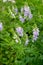 The blossoming a galega a medicinal (goat rue) (Galega officinalis L.)