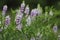 Blossoming galega officinalis, goat rue. Medicinal herb.