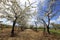 Blossoming garden in the spring