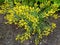 The blossoming genista tinctorial (a genista blood-thirsty) (Genista tinctoria L.)