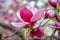 Blossoming of gently pink magnolia in a botanical garden. Romantic spring awakening of nature and the revival of life.