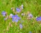 The blossoming geranium meadow (Geranium pratense L.)