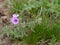 The blossoming geranium tuberous Geranium tuberosum L. in the Kalmyk steppe