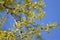 Blossoming a ginkgo two-bladed (Ginkgo biloba L.) against the sky