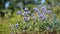 The blossoming globe thistle Banat (Echinops bannaticus Rochel e