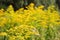 Blossoming goldenrod. Solidago. Perennial herbaceous flower. Healthy for kidneys
