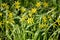 The blossoming goose onions yellow, or gagea yellow (Gagea lutea(L.) Ker-Gawl.)