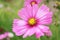 Blossoming Gorgeous Bicolor Garden Cosmos or Mexican Aster