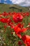 THE BLOSSOMING OF GRAND PLANE OF CASTELLUCCIO DI NORCIA