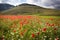 THE BLOSSOMING OF GRAND PLANE OF CASTELLUCCIO DI NORCIA