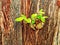 Blossoming green leaves from the trunk of a tree