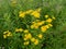 The blossoming groundsel subalpine Senecio subalpinus K. Koch
