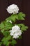 The blossoming guelder-rose of Buldenezh - the Snow sphere Viburnum L. against a dark background