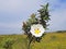 Blossoming gum rock rose - cistus ladanifer in the heath fields